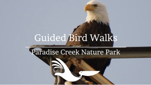 Guided Bird Walk at Paradise Creek Nature Park 8:30 - 10 am - Olde ...